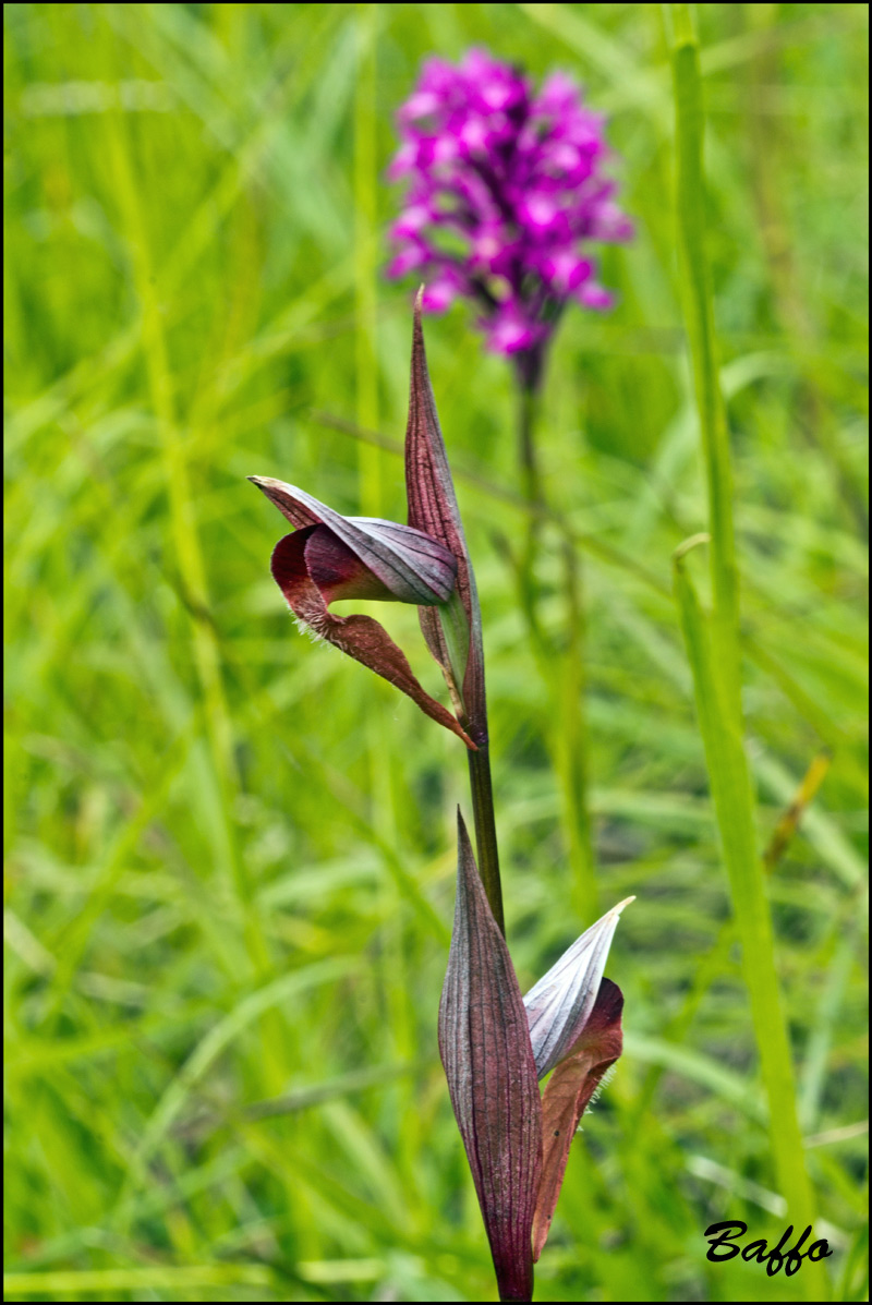 Sorapias vomeracea